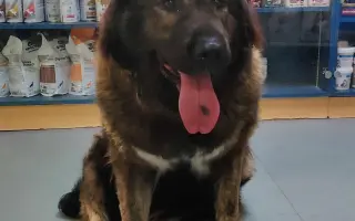 Nekonečný boj o záchranu zvířecích životů 😢