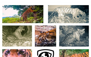 Oko tygra - chráníme deštný prales a poslední tygry před pytláky