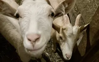 Pomozte❤️ Srdce pro zvířata - naděje pro opuštěné