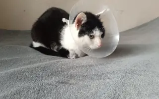 Veterinární pomoc naším svěřencům