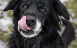 Pomozte s námi čtyřnohým seniorům