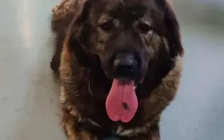 Kotce pro dočasné péče našich svěřenců 🐾