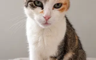 Velké srdce kočičí mámy. Pomozme Mamině s chemoterapií.