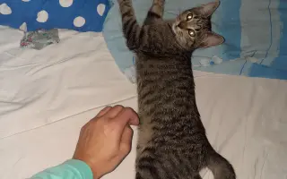 Léčba čtyřnohé kamarádky mého syna