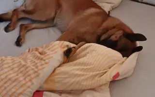 Pomohli jste uhradit veterinární péči pro pejsky bez domova