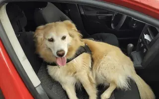 FOXY čekal 10 let na domov. Konečně ho našel. Teď bojuje o život.