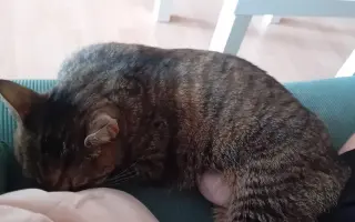 Pomozte kočičce Líze porazit lymfom!