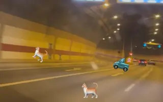 Pomohli jste proměnit kočičí svět v lepší místo