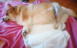 Pomozme Hanny znovu žít, život který miluje