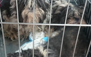 Aby mohly zachraňovat dál - sbírka na auto pro spolek Shih-tzu v nouzi