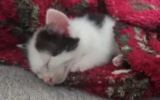 Staňte se nadějí pro kočičky bez domova