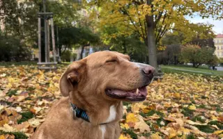 Chemoterapie pro Budnáše