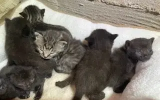 ZACHRAŇME KOŤÁTKA PŘED ZIMOU!