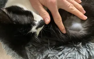 Malý Bubu bojuje s panleukopenií