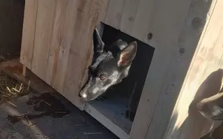 20 boudiček pro rumunské pejsky