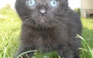 Vaše pomoc může změnit osud němých tváří