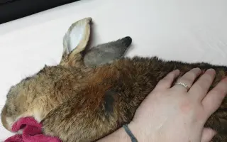 Prosíme, pomozte Nefince přestat trpět 💔