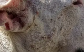 Pomohli jste Viušce zpátky do života