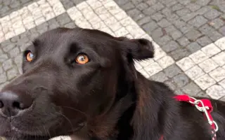 Ortopedická operace pro fenku Báru