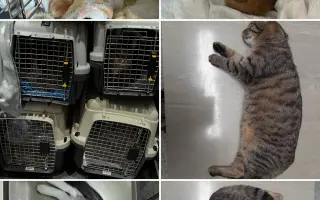 Staňte se nadějí pro kočičky bez domova