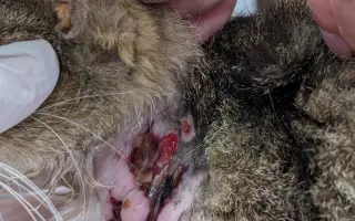 Pomoc pro Rebelku, která vstala z mrtvých