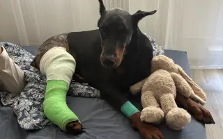 Pomozte Nubimu opět běhat