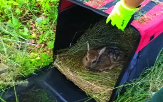 Zachraňme mláďata na Brněnsku - dron, který může znamenat život