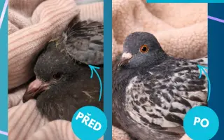 Záchranný balíček pro holuby v tísni