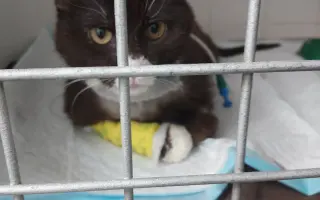 Operace kočičky Páji