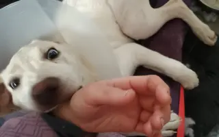 Pomoc pro bojovníčka Ferdu