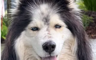 Psí záchranář koťat Deywana bojuje s rakovinou. Pomozme mu vrátit naději!