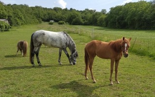 Pomozte hříbátku - darujte šanci Princezně Leie na plnohodnotný život