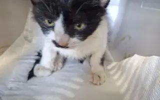 Pomoc pro kočky a koťátka Kočky u Katky