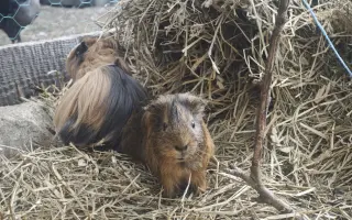 Sucho vypálilo pastviny. Zachráněná zvířata potřebují seno.