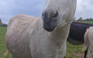 Záchrana nemocného oslíka Kryštofa.