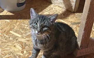 🐾 Pomoc pro 50 kočičích chlupáčů – prosba, která není lehká, ale je upřímná