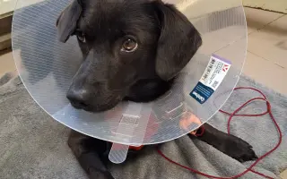 Sárinka bojuje o život se zákeřnou nemocí, prosím o pomoc🙏🐶❤️