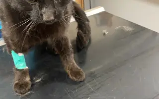 ❣️FUNGOVÁNÍ LIGY NA OCHRANU ZVÍŘAT - VETERINÁRNÍ PÉČE PRO KOČKY V NOUZI⚕️👩‍⚕️