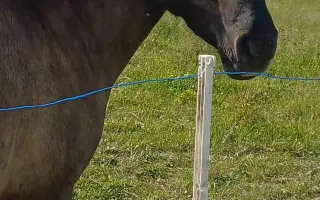 Pomozme schvácenému koni,aby mohl žít život bez omezení