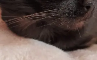 Kočička Eli a její boj s FeLV - pomozme ji k úlevě