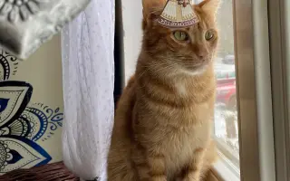 Pomozte❤️ Srdce pro zvířata - naděje pro opuštěné