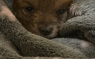 Voříškov přijal 45 nových chlupáčů - pomůžete spolu s námi změnit jejich příběh?