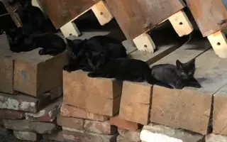 Kočky vrní, faktury křičí. Pomozte MonPet z.s. dál zachraňovat kočičí životy.