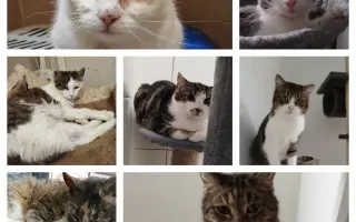 Nová karanténa pro kočičky ze Dvora Králové