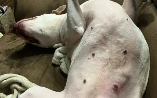 Pomoc pro Emilku – péče a vyšetření u veterináře