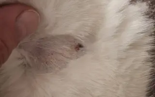 9 nalezených Lásek