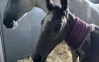 Když se štěstí obrátí zády: Pomoc pro Chérie a Areska