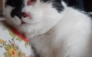 Pomoc pro Honzíka, kterého někdo střelil přímo do tlamičky