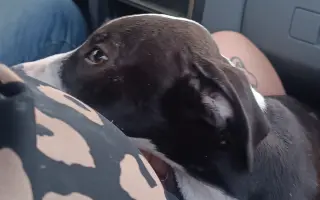 Pomozte našemu štěňátku Bleskovi přežít parvovirózu 🐾❤️