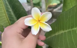 Podpořte in vitro záchranu a kultivaci ohrožených orchidejí a rostlin